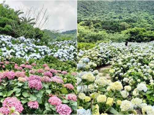 滿坑滿谷都是！竹子湖「繡球花季」來了 期待了1年的最美花園「花與樹」本週開園