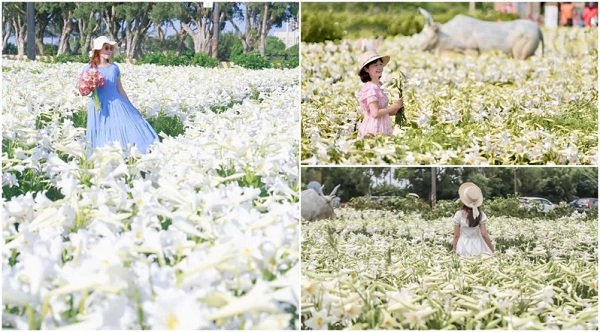 50元拍到心滿意足！ 2萬朵「純白鐵砲百合花海」映入眼簾美翻 雨季來臨前賞花期快把握