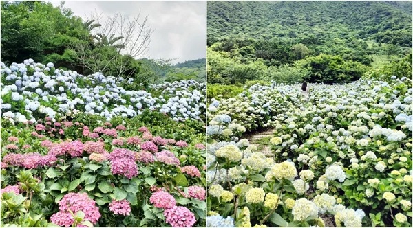 滿坑滿谷都是！竹子湖「繡球花季」來了 期待了1年的最美花園「花與樹」本週開園